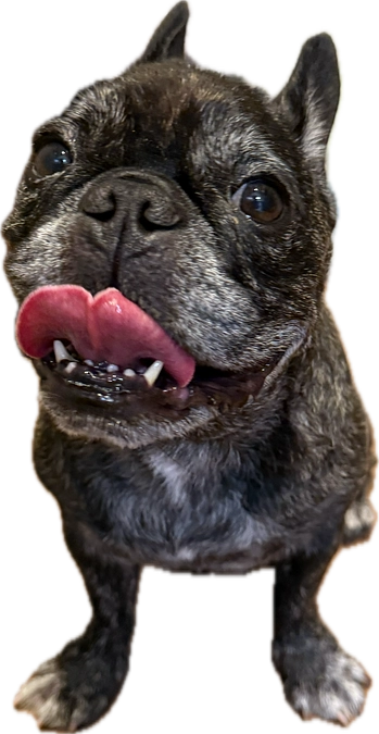 プロジェクト達成のご報告