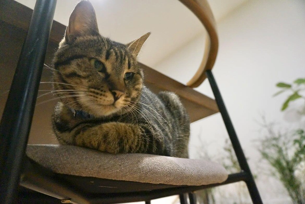 今月の譲渡会と譲渡半年後の家庭訪問