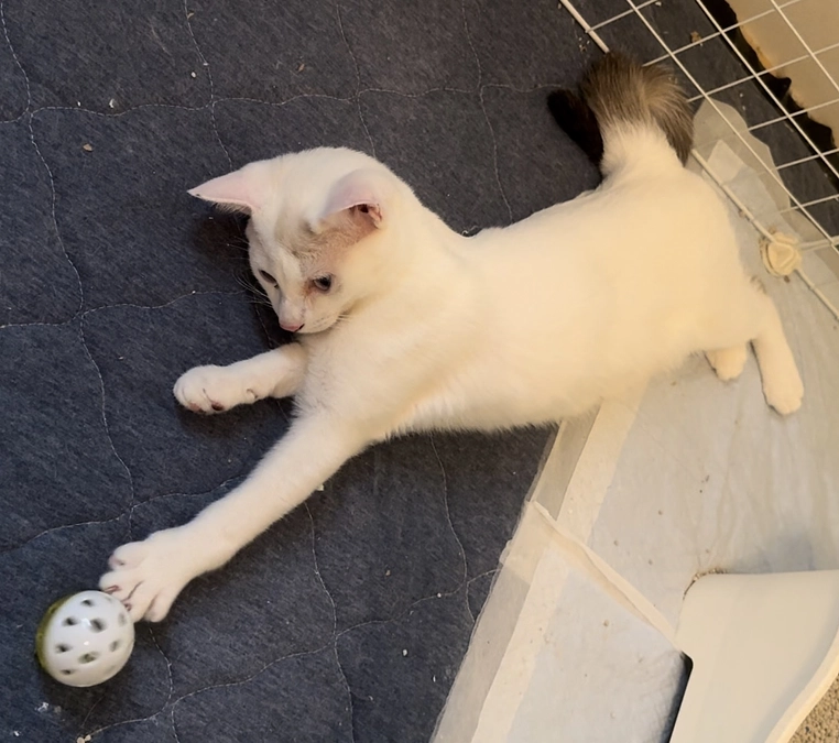 残り15時間になりました