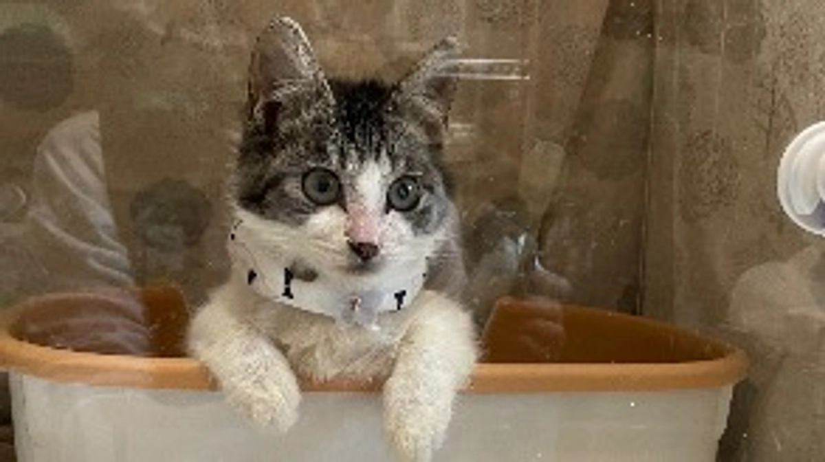 エルちゃんの名前の由来