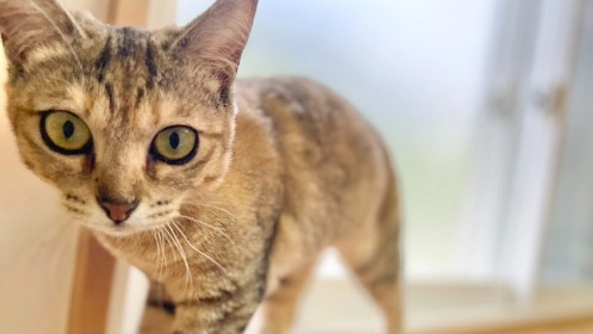 りむちゃん投薬期間終了≪FIP治療≫