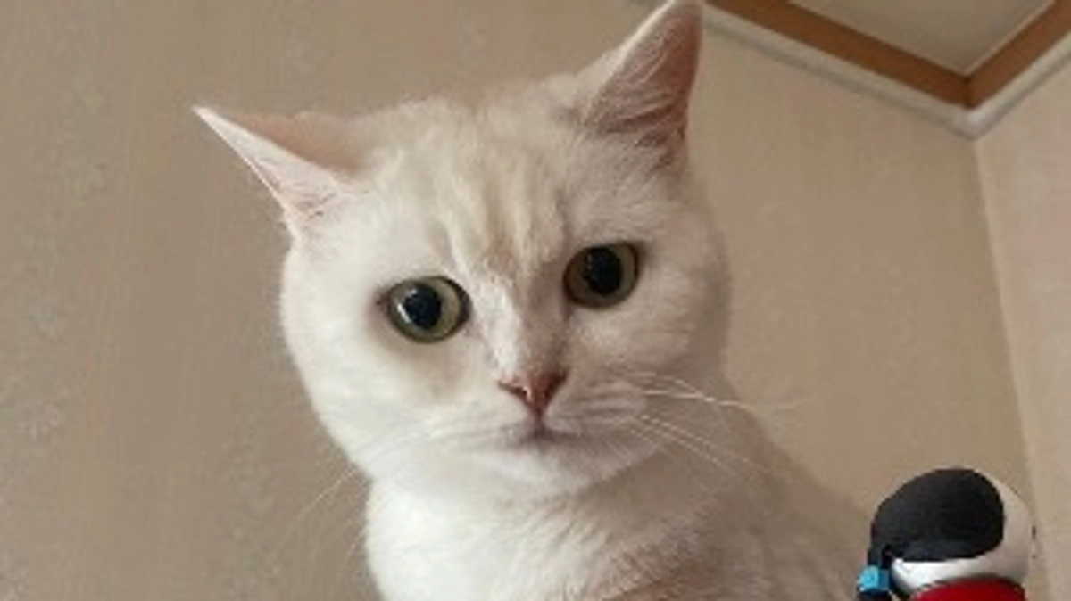 🆘残り５日🆘