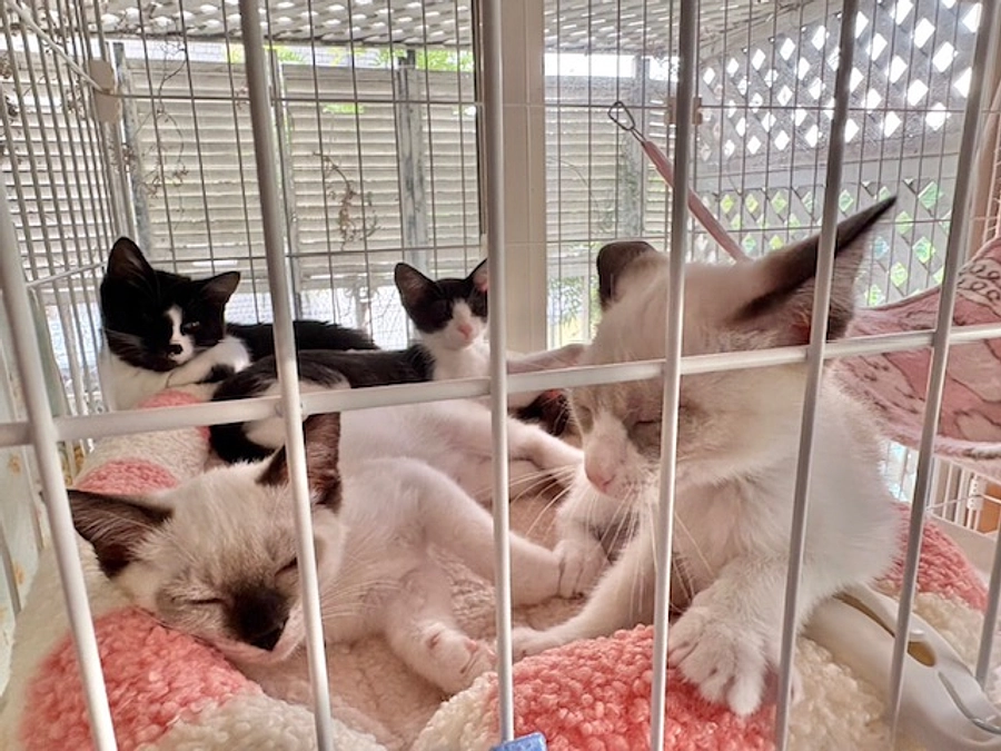 またも、仔猫！