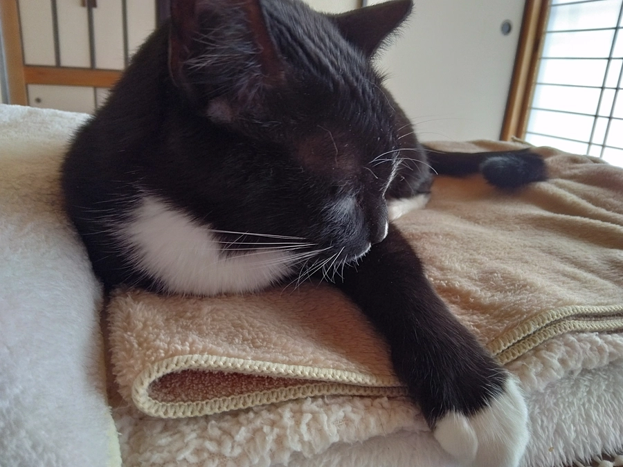 3/29はなちゃんの様子