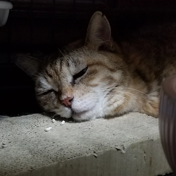 しゃーに会いに行ってきました。