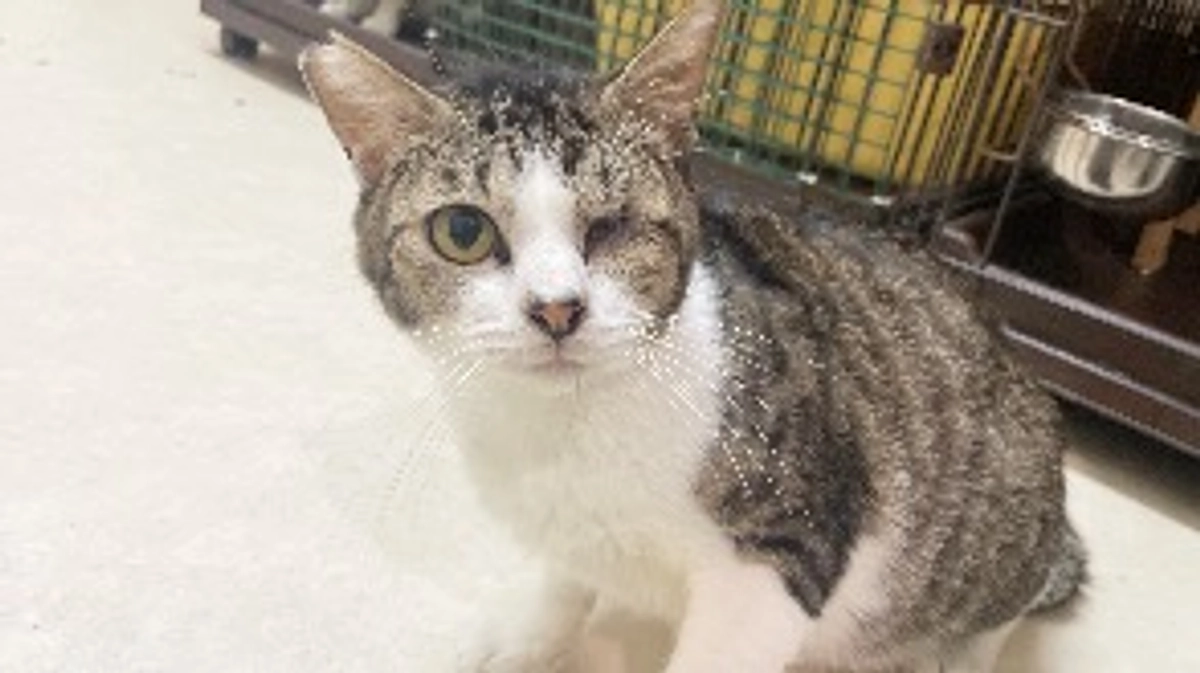 治せる病気になったＦＩＰを寿命にさせたくない