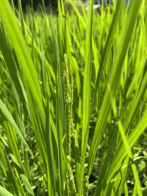 今日は飛鳥小学校へ
