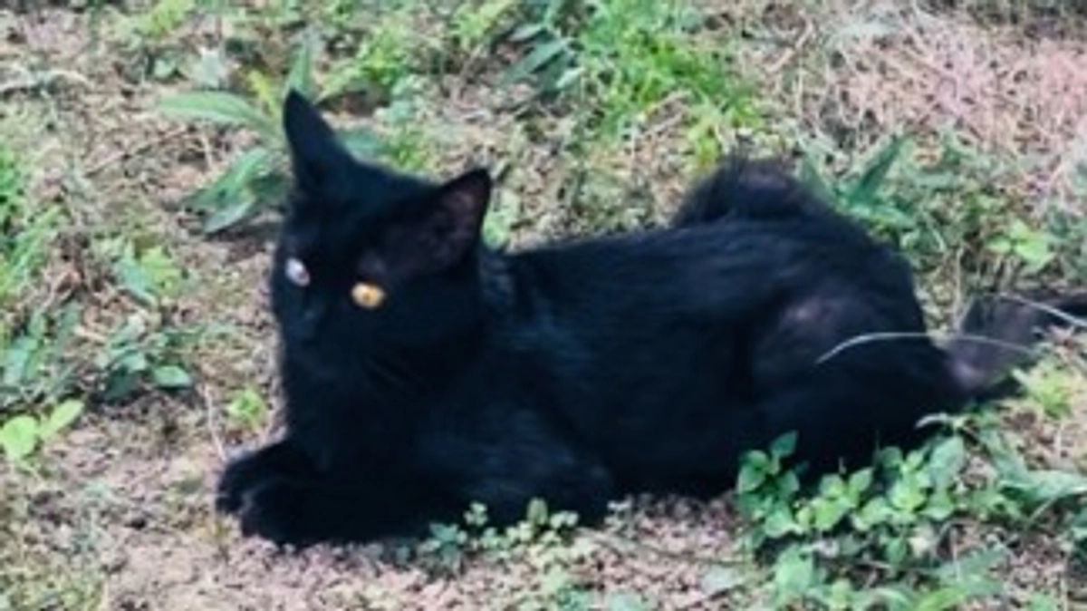 7月活動報告とプロジェクト終了報告