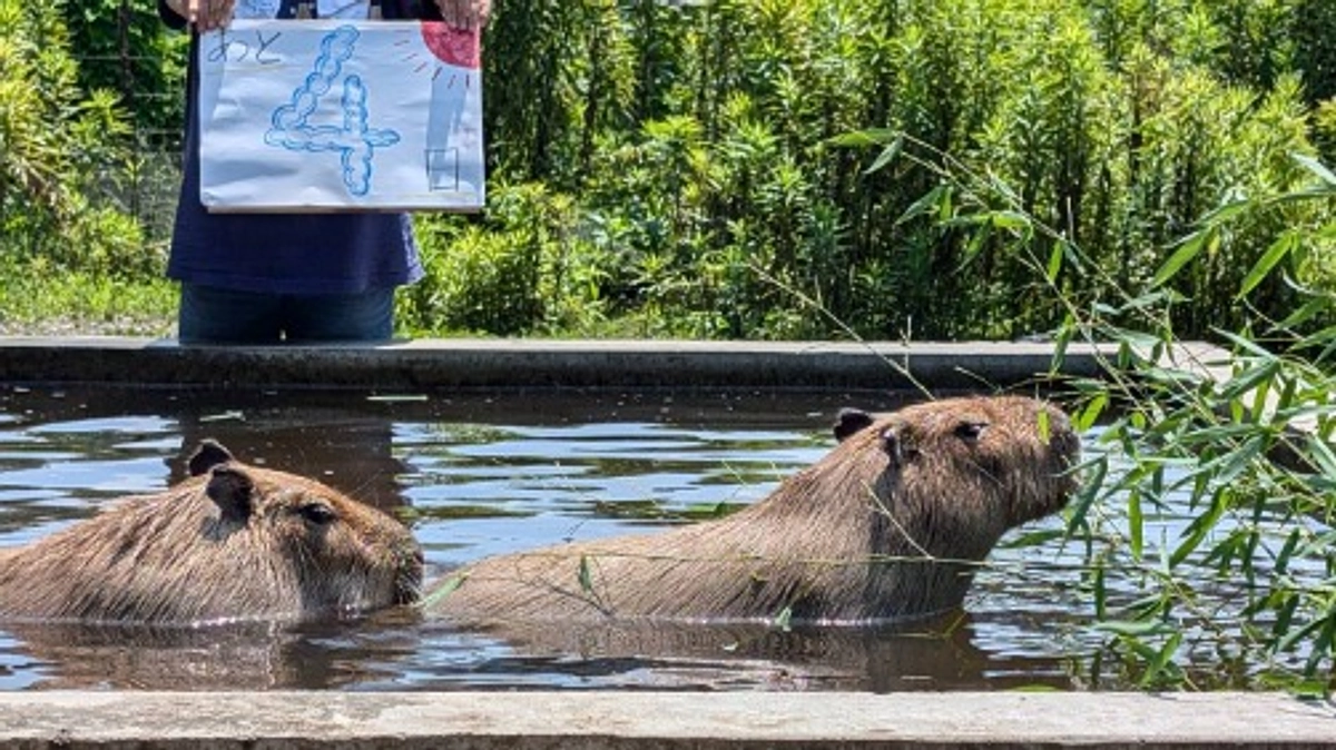 達成まであと3％！残り4日です！ラストスパートで拡散のご協力もお願いします！
