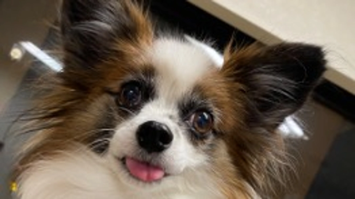 🦋‪かかりつけの病院へ🦋‪