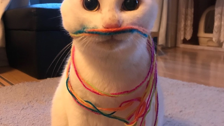 難病の猫を救いたい！！奇跡をおこしたい！時間がありません