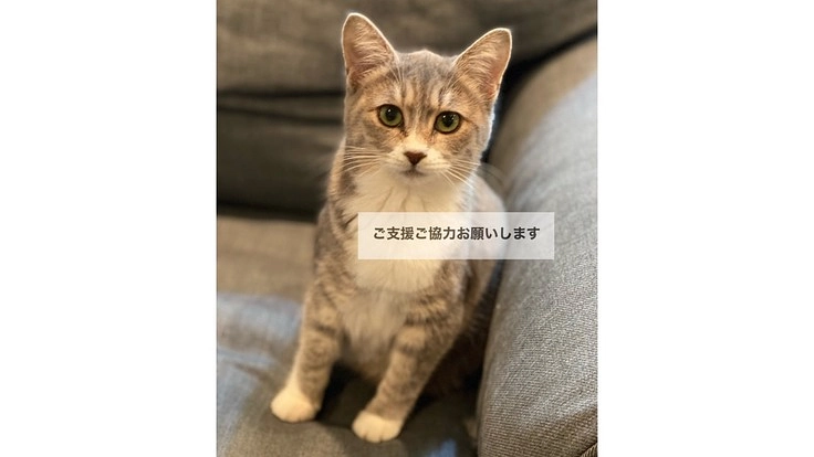 【FIP】猫伝染性腹膜炎の治療費、ご支援ご協力のお願い