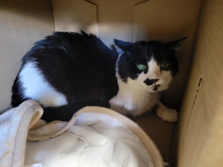 【感謝！50％突破！】罠にかかって断脚した猫。その後ずっとのお家で幸せに暮らす話。