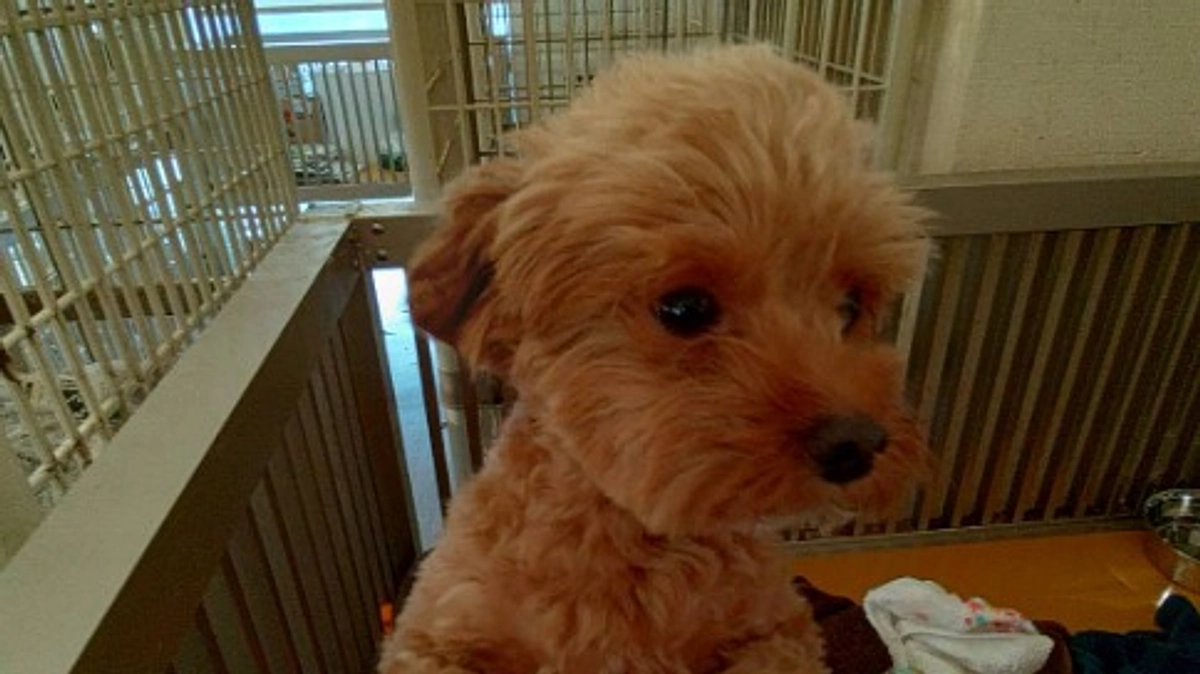 飼い主のかたが病気のため、お散歩へも行けず皮膚の病気も発症してしまった犬さんを保護しました。