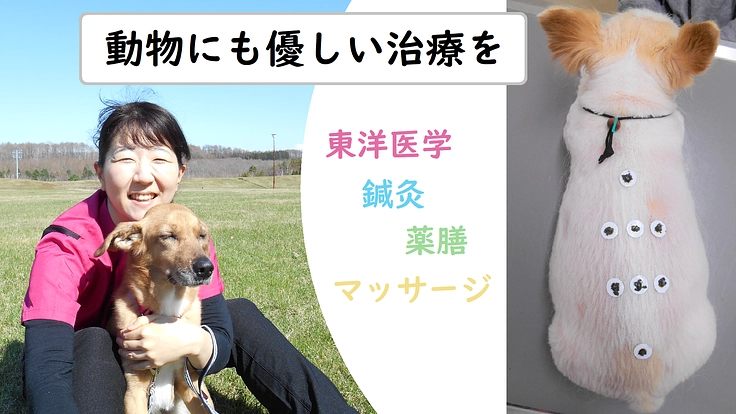 車内でも治療ができる往診車×東洋医学の動物病院を開きたい！