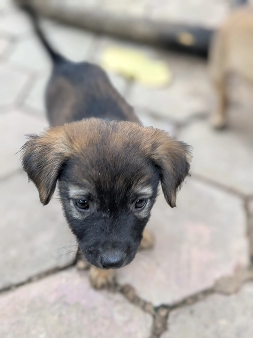 【ご支援ありがとうございました！】突然亡くなったアニーの子犬3匹、里親募集中！