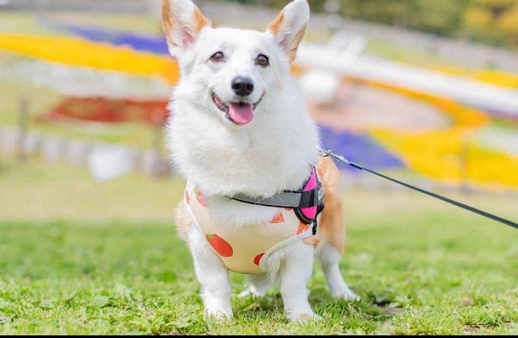 クルミ、リンパ腫治療