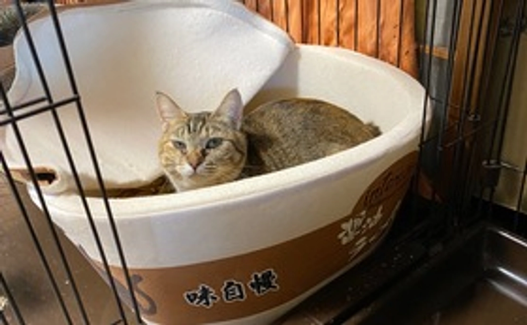 やわ球応援ありがとうコース！2