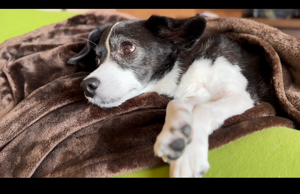 今日のニコちゃん