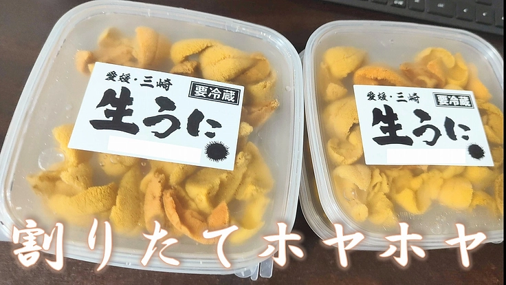 三崎の赤ウニブランド化!日本一へ ~ウニの街 佐田岬の実現~ 5枚目