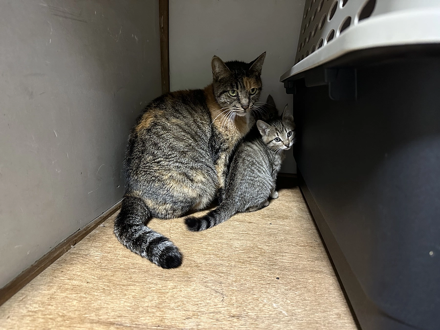 段ボールの中で生まれた子猫