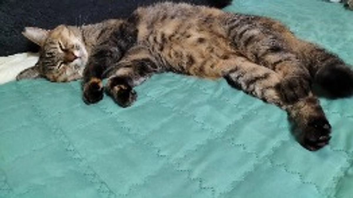 可愛いお嬢さん