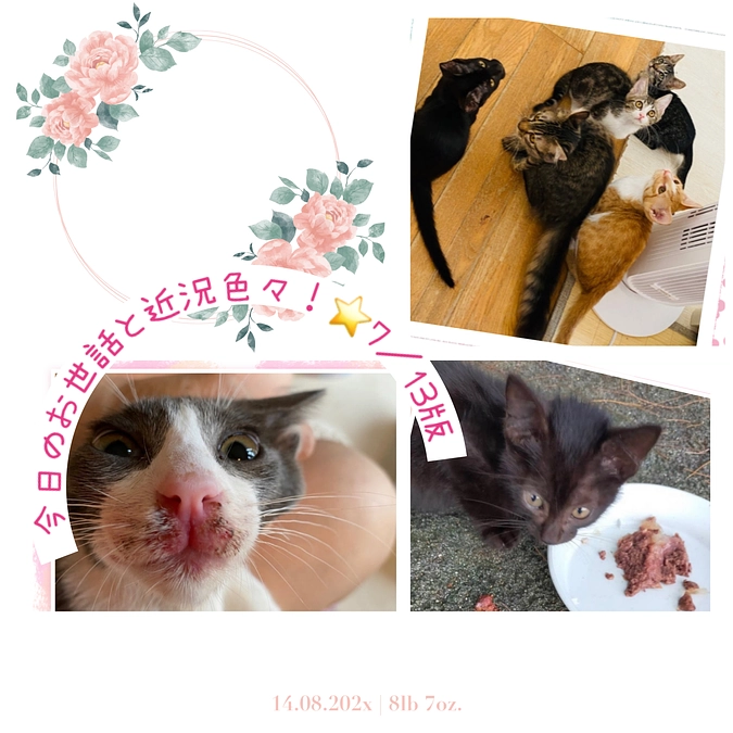 肉球が2個欠損した負傷猫ちゃんの保護依頼が( ; ›ω‹ )