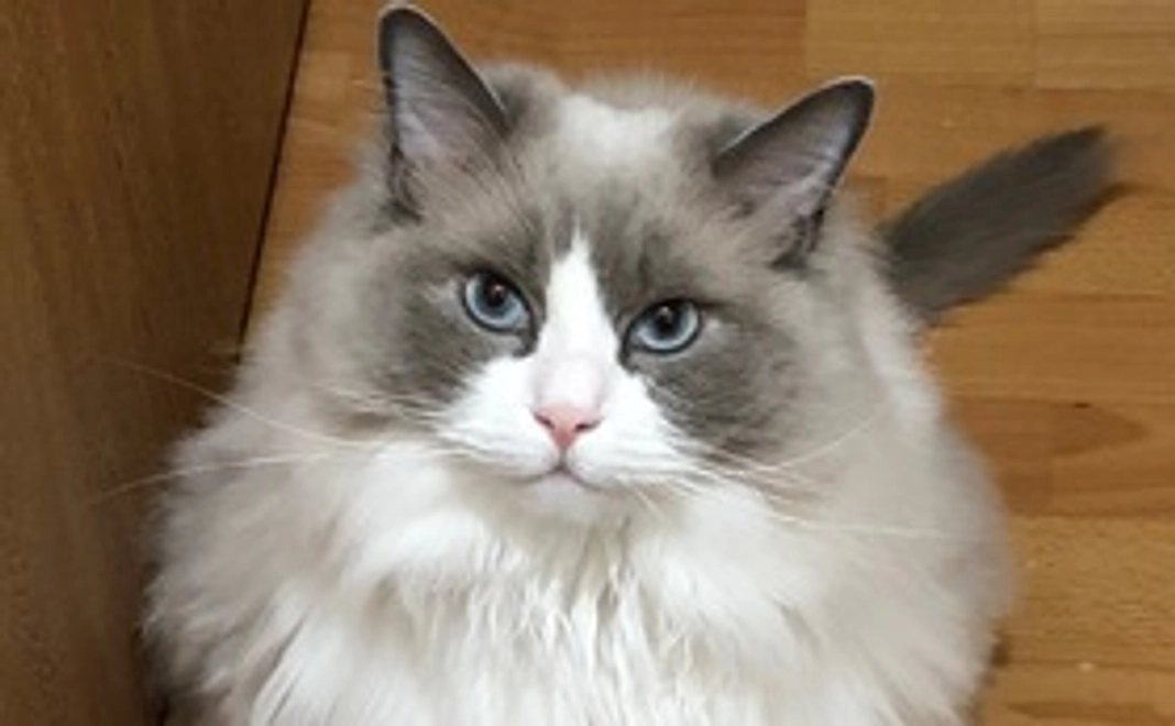 エース君応援コース:3000