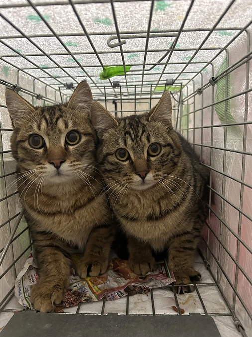 新しい活動グループ