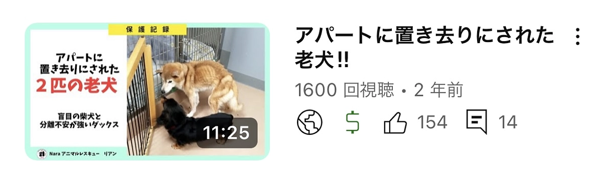 アパートに置き去りにされた老犬2匹を引き取りました