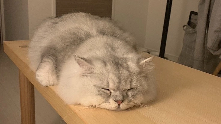 🐈【FIP】猫伝染性腹膜炎のペッパーにお力添えをお願いします🐈