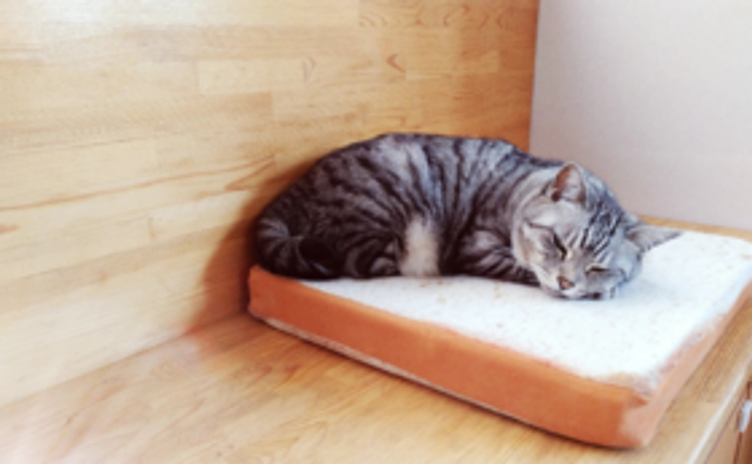 🐾里親探しが困難な猫たちを全力応援🐾