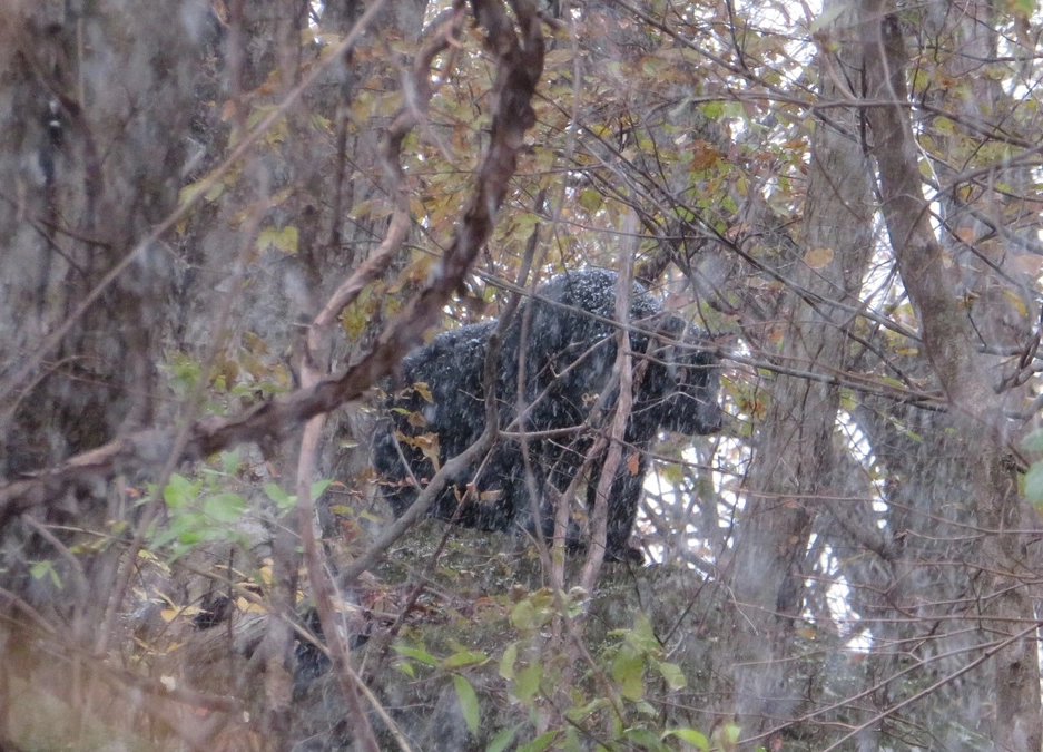 お礼メッセージ：開始12日目で85％に到達！　軽井沢には真冬到来、そしてクマたちは…