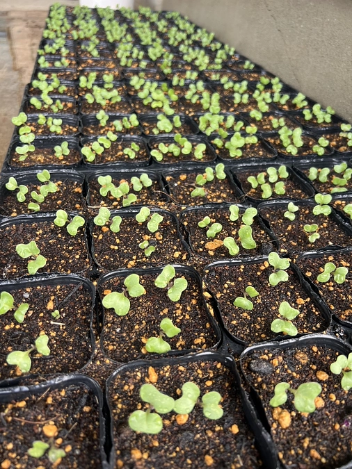 新芽が出ました！