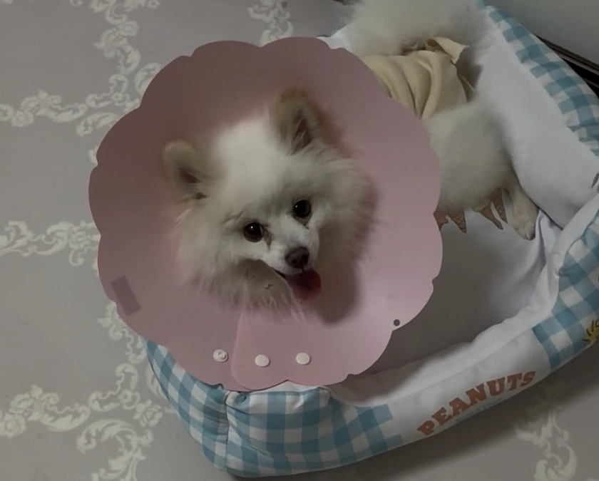 退院しました🐶💖