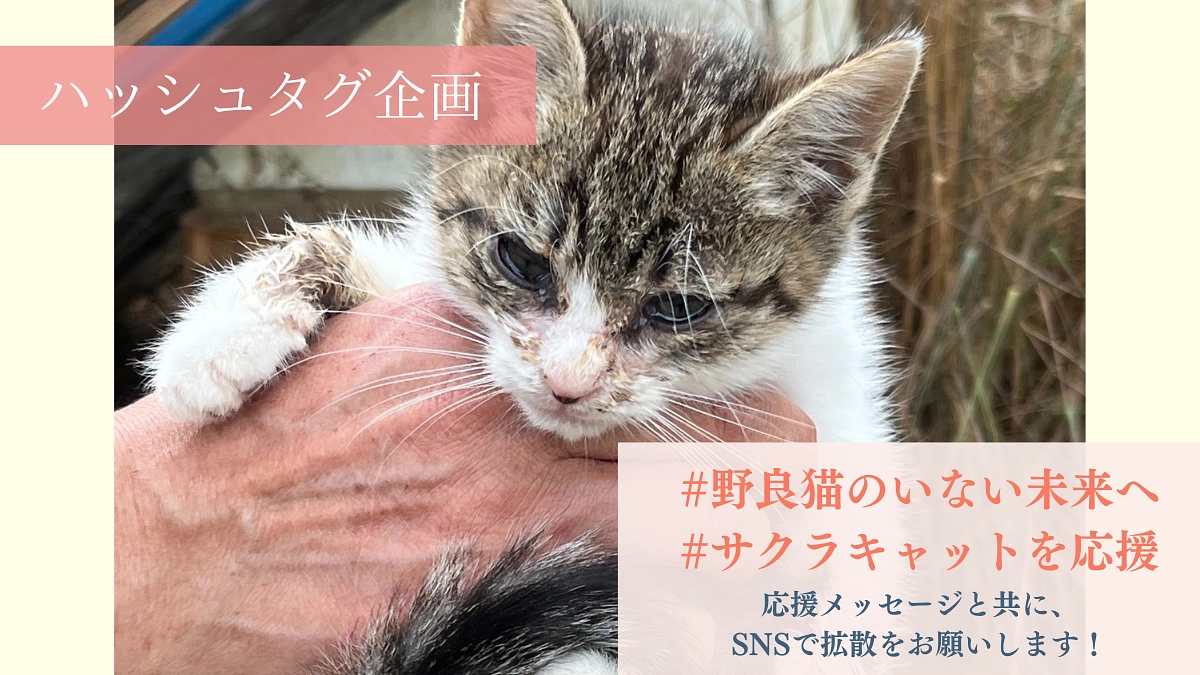 【後半戦突入🔥】#野良猫のいない未来へ #サクラキャットを応援 で拡散のご協力をお願いします！