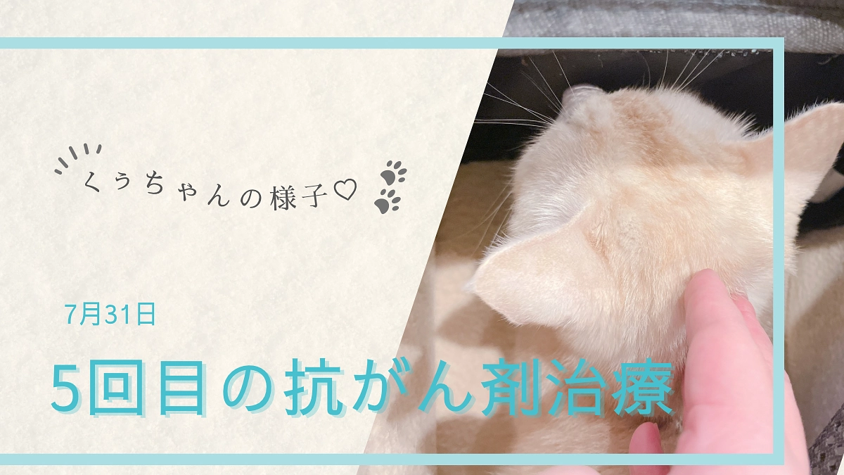 31日早朝の異変と、５回目の抗がん剤治療について🐾