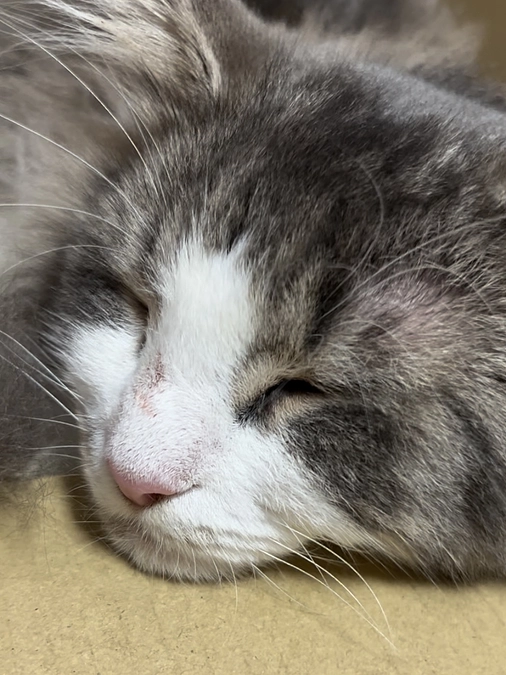 投薬で顔がむくんでいるコア