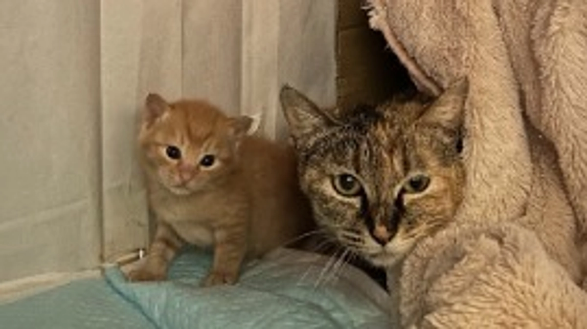 【保護ヘルプ真っただ中！】