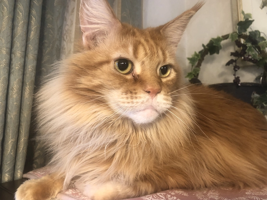 インスタグラムを始めました！