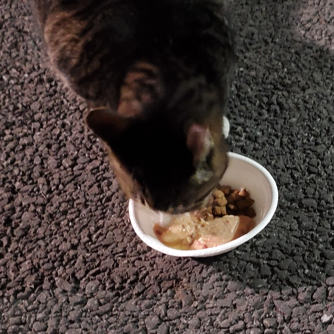 3/12 猫たち。Xのアカウントについて🙇‍♀️