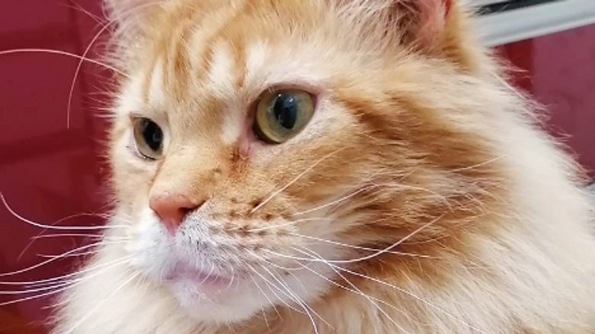 代理支援先のご案内です