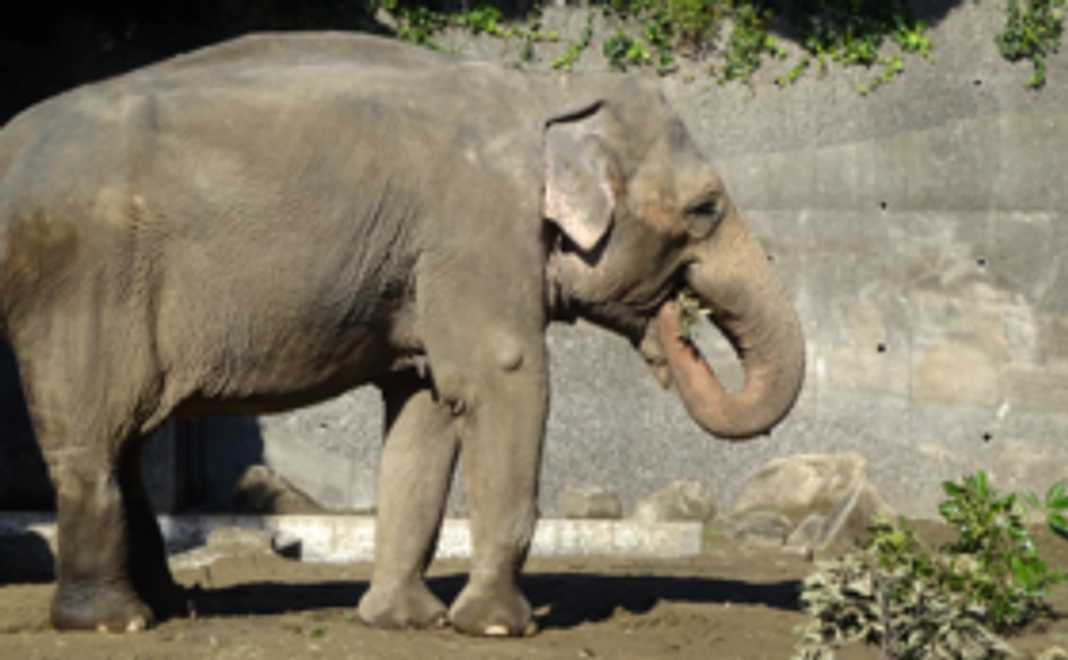 1万円：【2/20_新規】ヨーコの足型ポスター