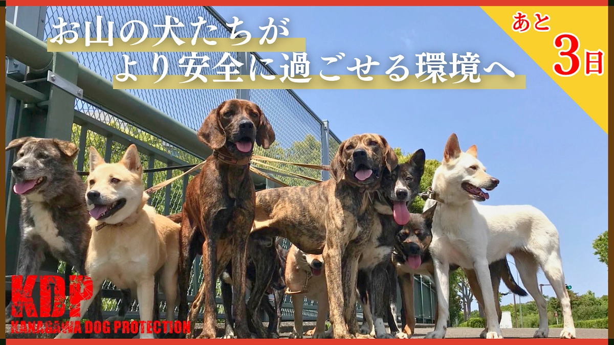 【終了まであと3日】いつだって一番痛くて無念で悲しいのは、人間ではなく「犬達」でした。