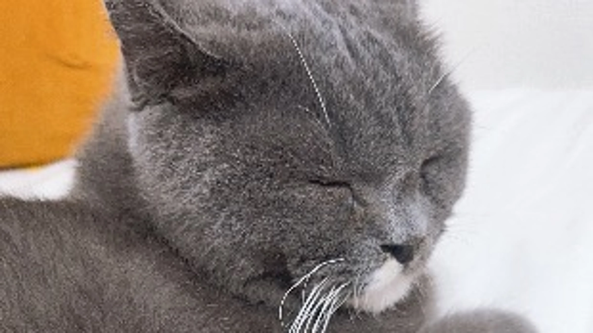 投薬71日目のプルート