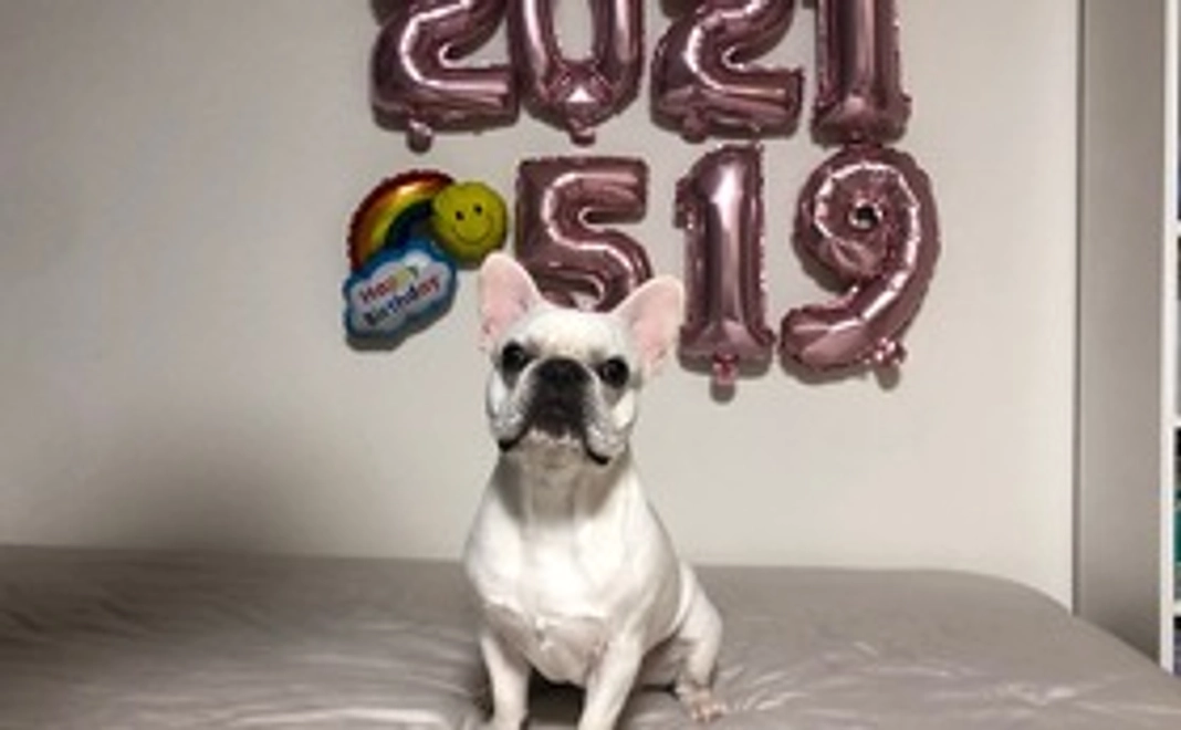 ぽんじの手術費のご支援をお願いします⭐︎【肺動脈弁狭窄症】