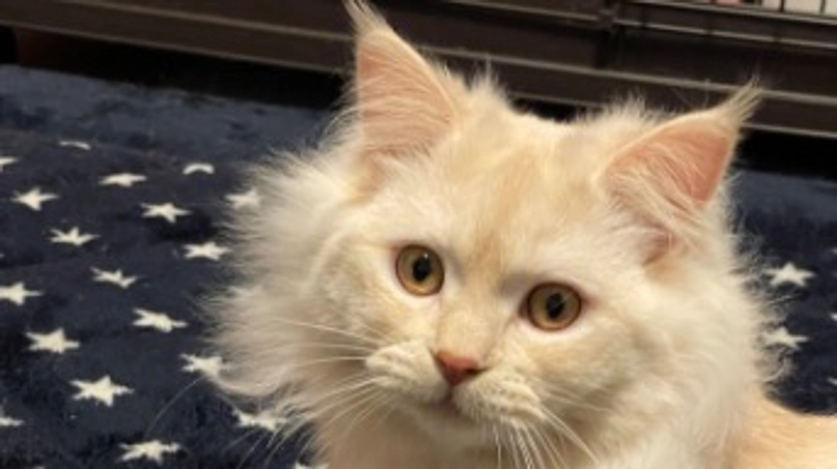 今日のトキ☔️