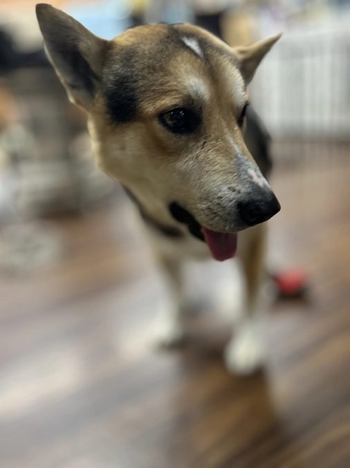 看取りボランティア25号「タラちゃん」が来て8日目となりました。