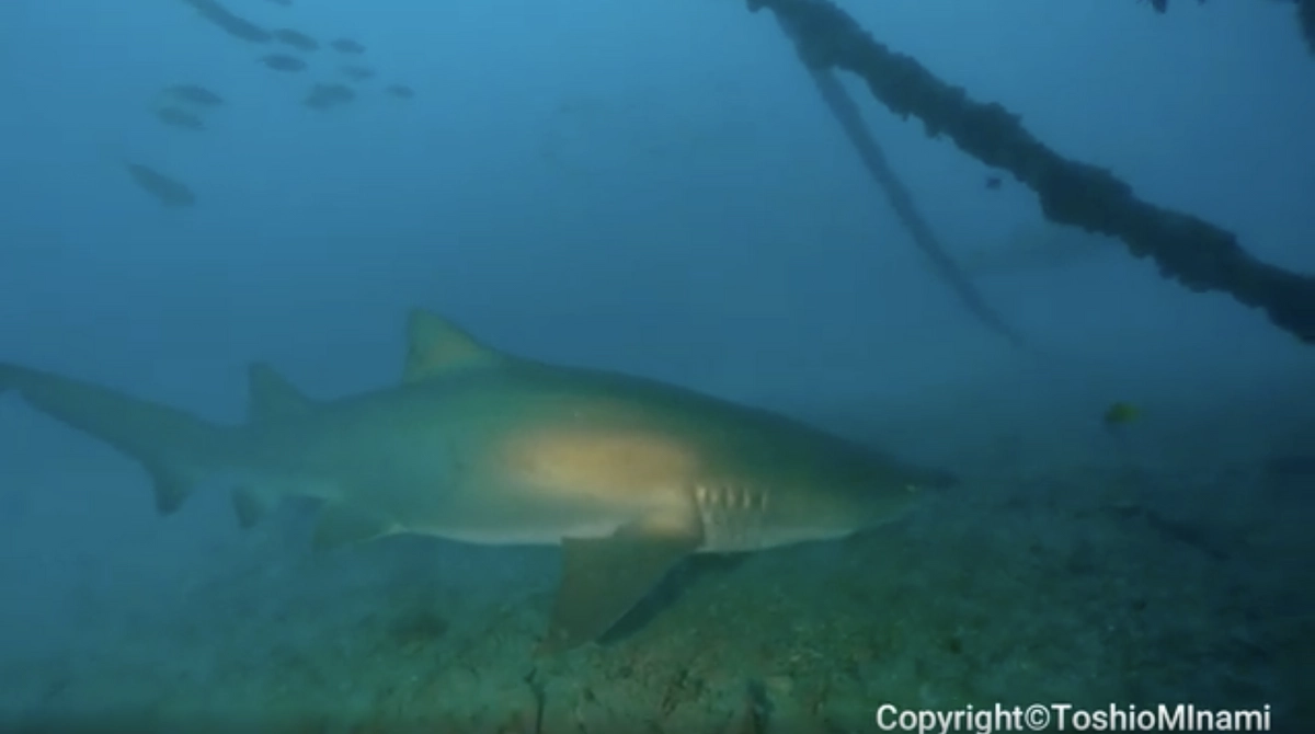 【今日のシロワニ③】11月29日　赤灯台沈船にて