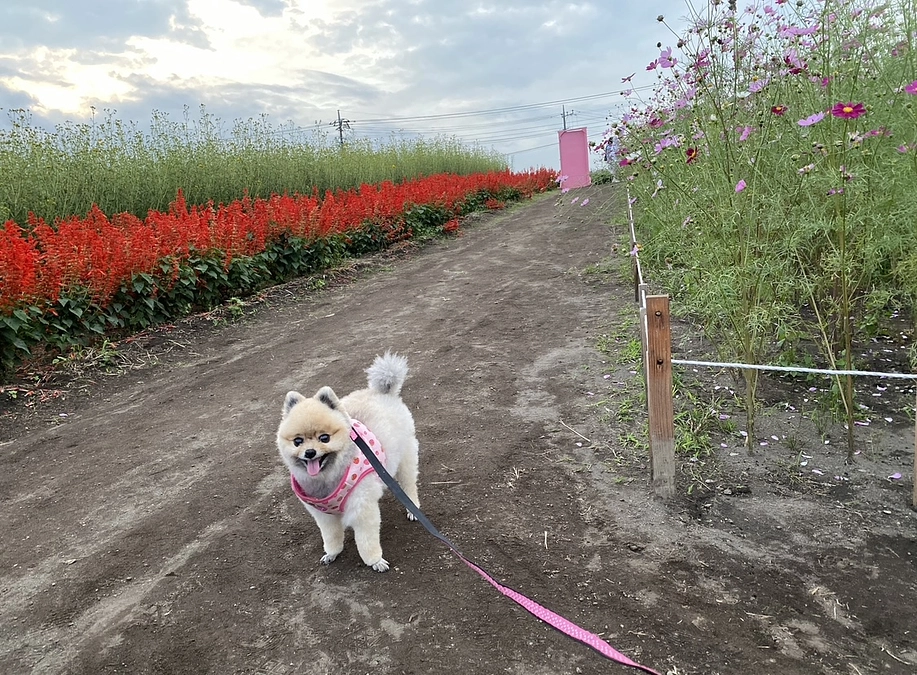 来年は行けるかな